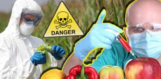 10 Deadly Problems of Genetically Modified Foods You Need to Know
