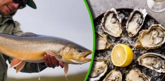 10 Of The Healthiest Fish You Should Be Eating