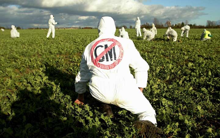 GM Crops Affect Regular Crops