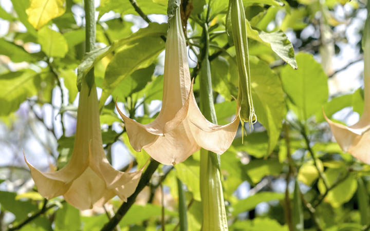 10 Of The Most Poisonous Plants That Can Actually Kill You!
