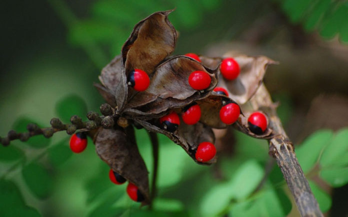 10 Of The Most Poisonous Plants That Can Actually Kill You! | Health ...